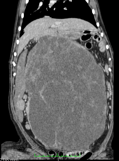 CT of dog's spleen
